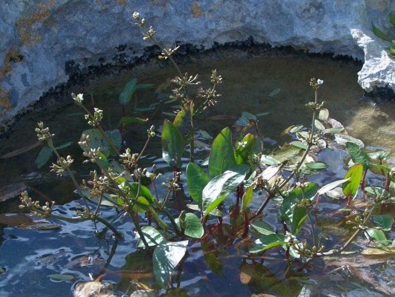 Damasonium alisma mit weißen und lila Blüten über dem Teichwasser