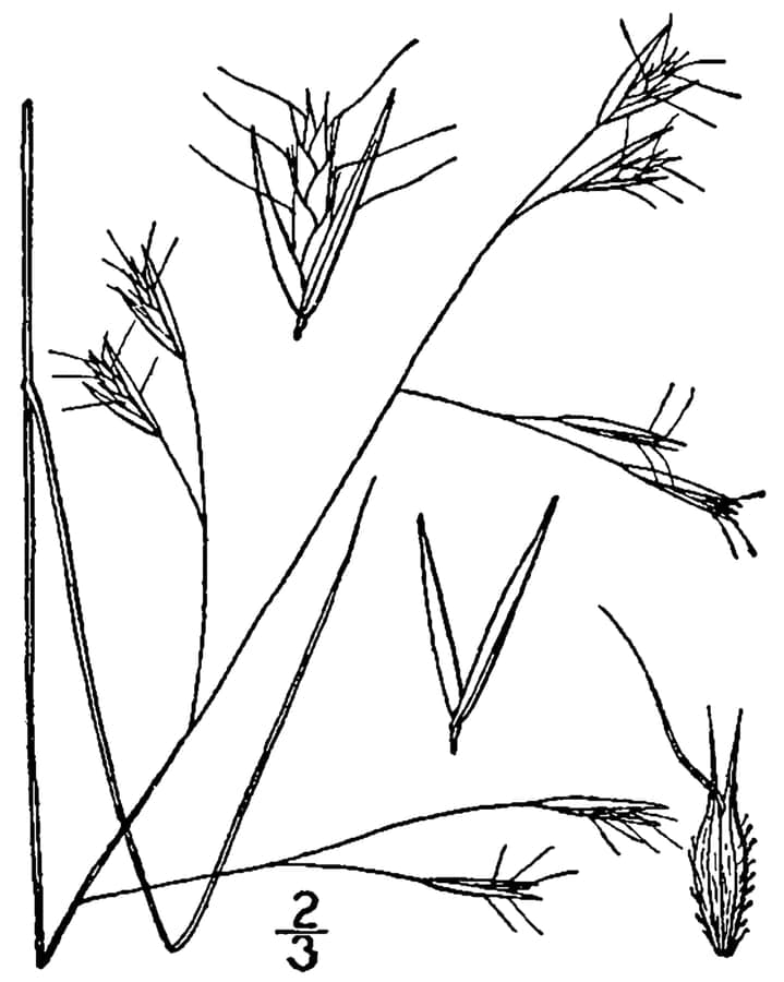 Danthonia compressa berghaversgras in zijn natuurlijke habitat met karakteristieke polvorm