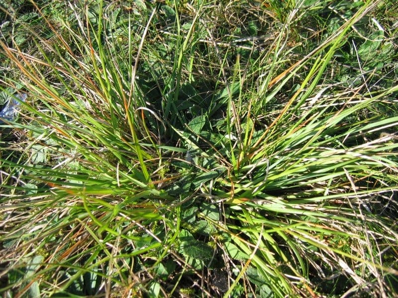 Heath grass in bloom