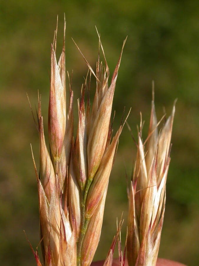 Danthonia intermedia Mittlere Danthonie als kompakter Horst auf einer trockenen Bergwiese