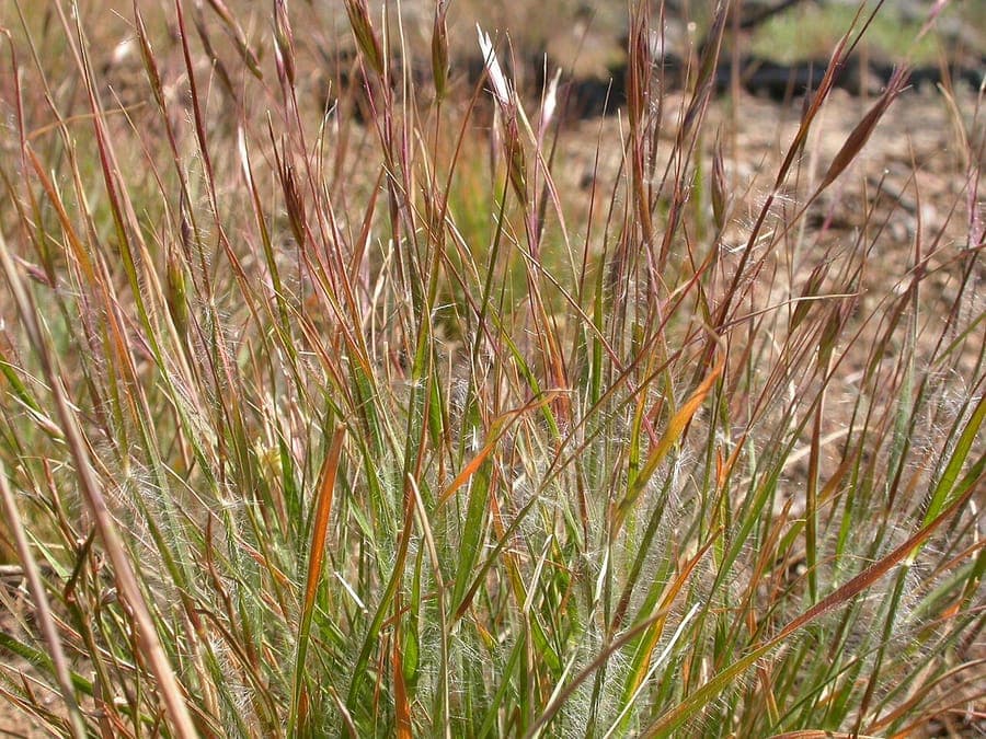 Danthonia unispicata eenaarshavergras met zijn kenmerkende enkele bloemaar en fijn blad