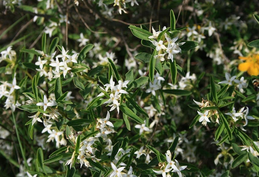 White flowers of Daphne alpina in spring