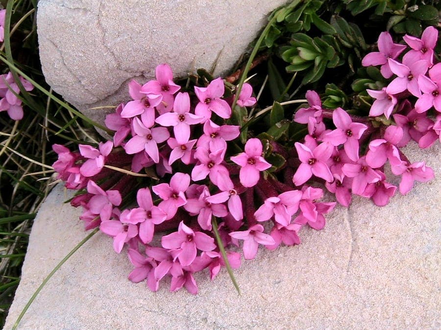 Garland-flower in bloom