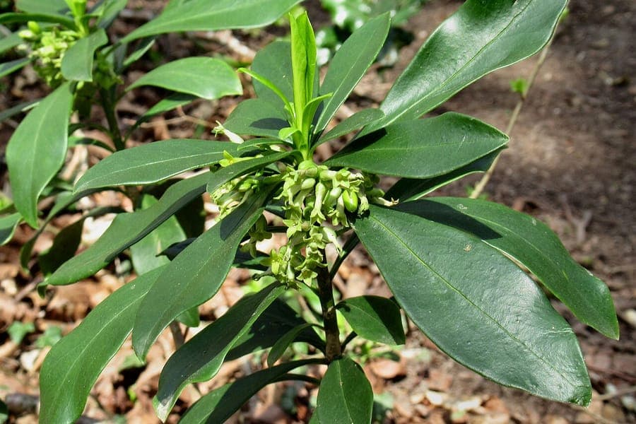 Spurge-laurel shrub in full winter bloom with small yellow flowers