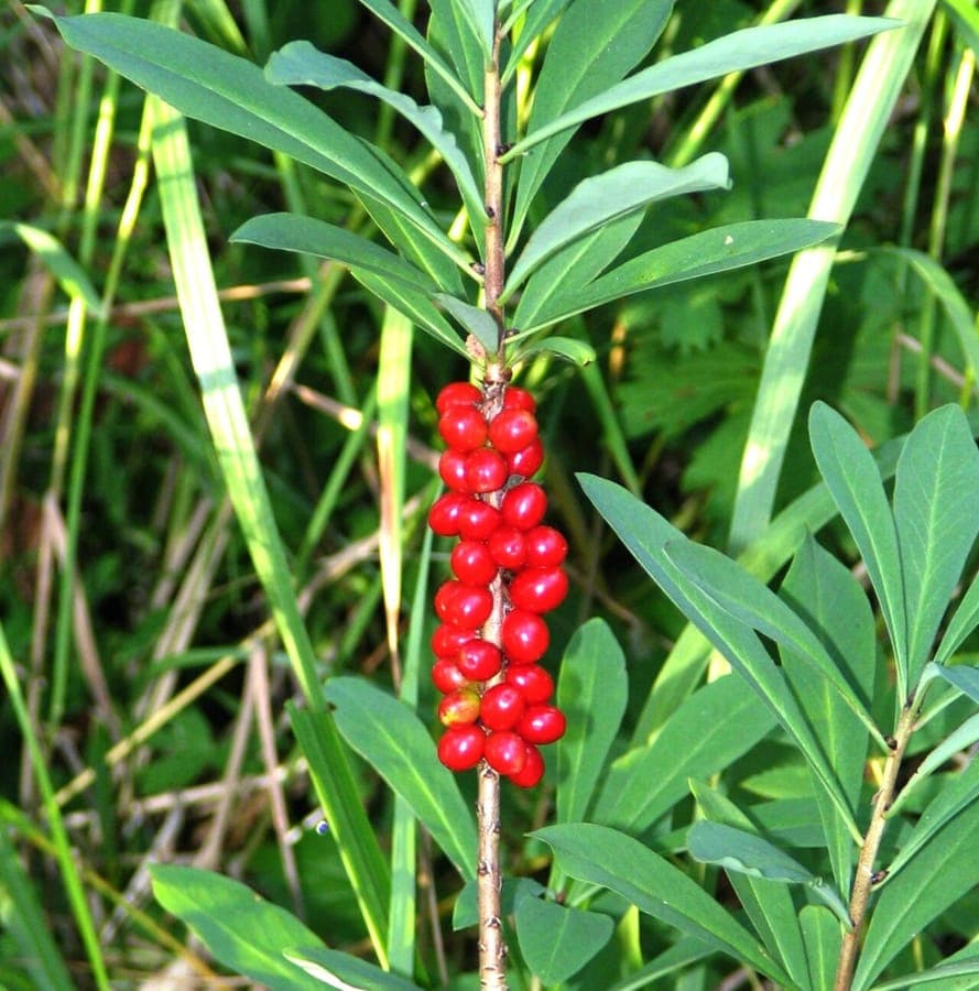 Mezereon in full bloom with bright pink buds and dark green foliage along a woodland edge