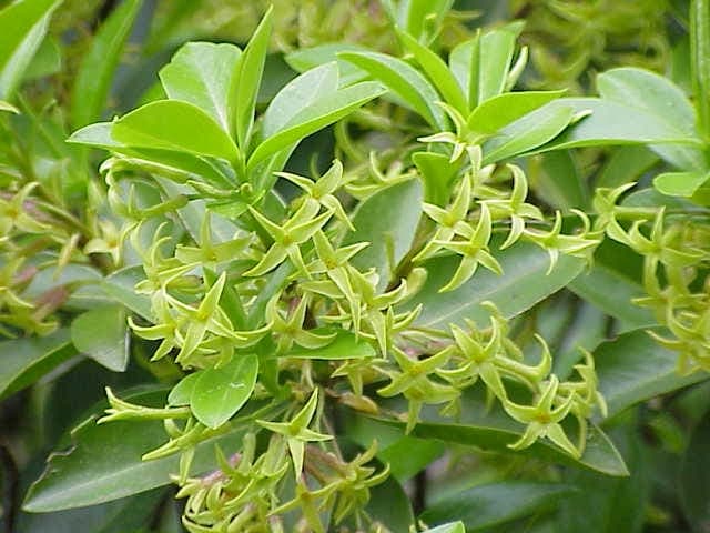 Fleurs delicates et parfumees du daphne pontique