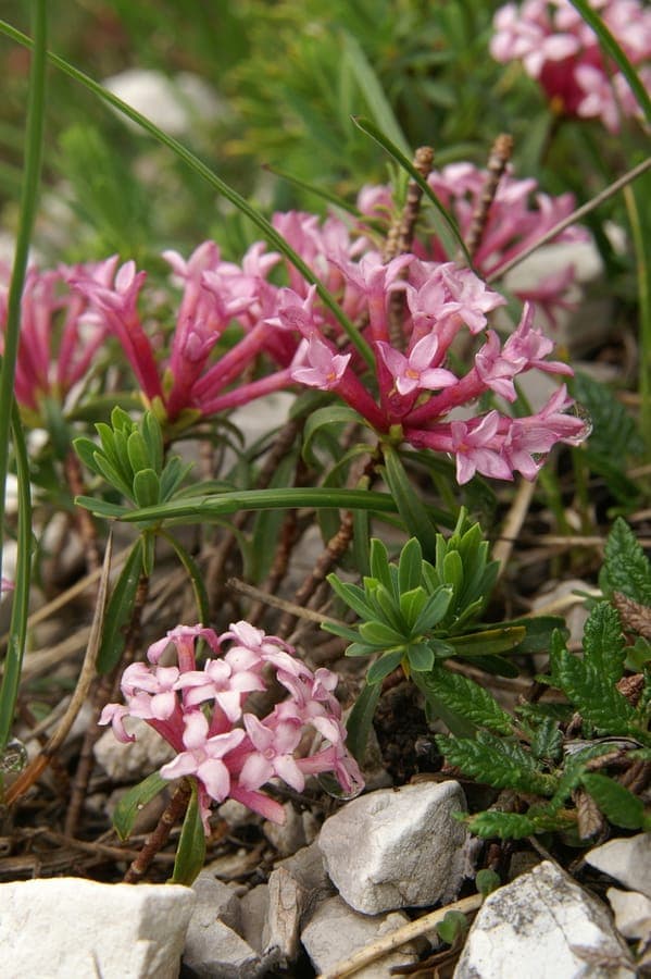 Daphne striee avec fleurs pourpres et blanches