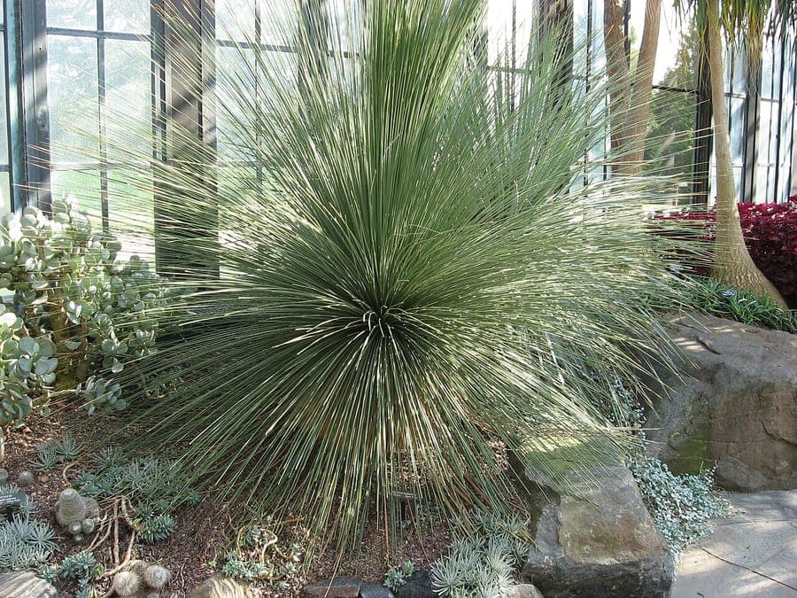 Long slender leaves of Dasylirion longissimum in sunlight