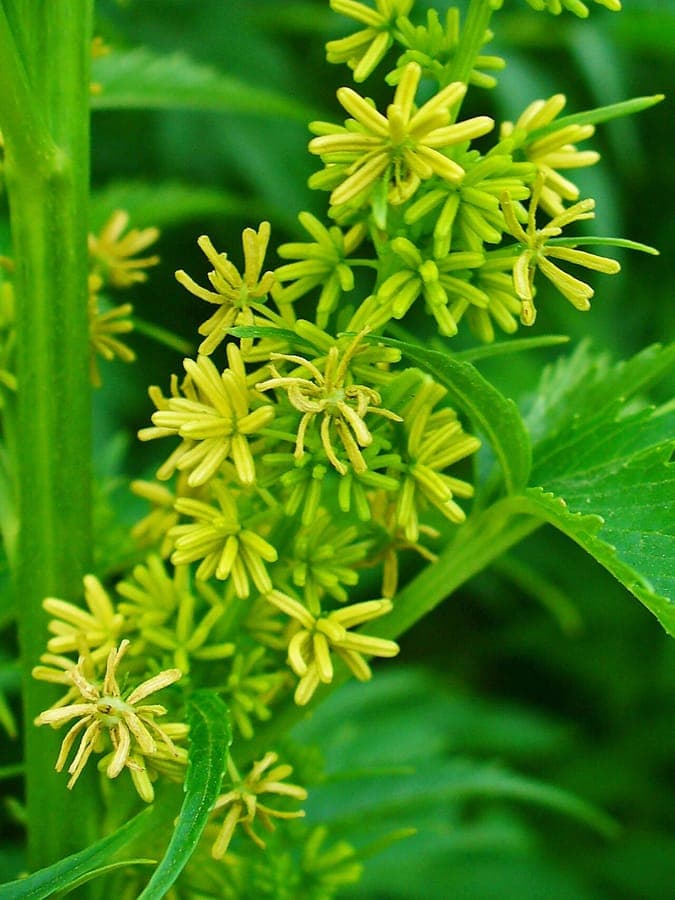 Datisca cannabina plant met fijne bladeren en gele bloemen