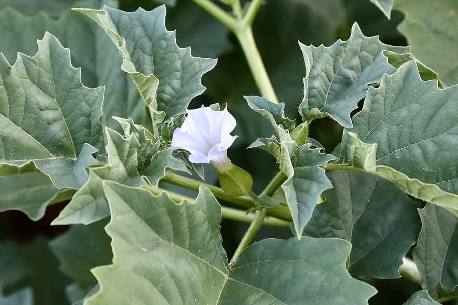Datura ferox plant met witte trompetvormige bloemen en doornige vruchten in een zonnige tuinbedding