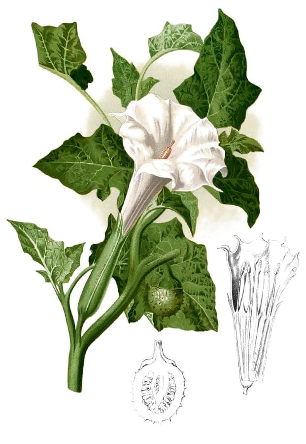 Datura metel tree with white flowers and spiky seed pods