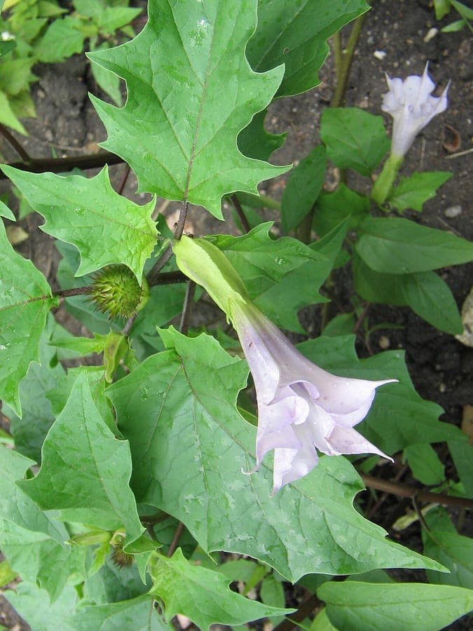 Doornappel met grote witte trompetbloemen en doornachtige vruchten in volle bloei op droge, zonnige plek