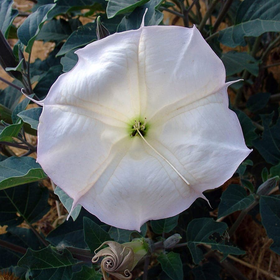 Large white trumpet-shaped flowers of Datura wrightii at dusk