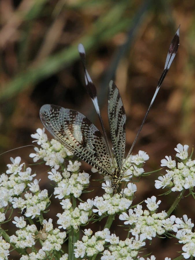Daucus aureus mit weissen Doldenblüten