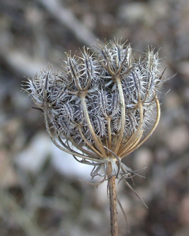 Daucus broteri avec ses ombelles blanches caracteristiques sur des tiges dressees et velues