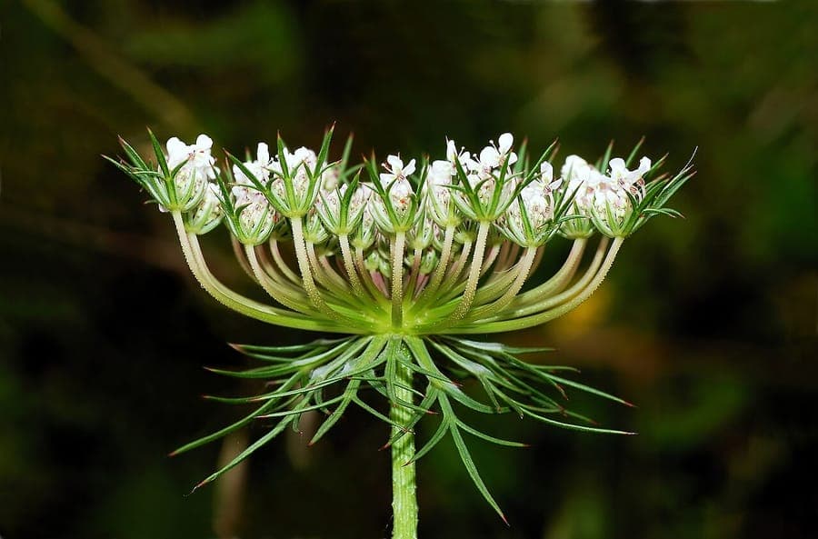 Plants de carottes saines poussant dans un sol sableux et bien drainé
