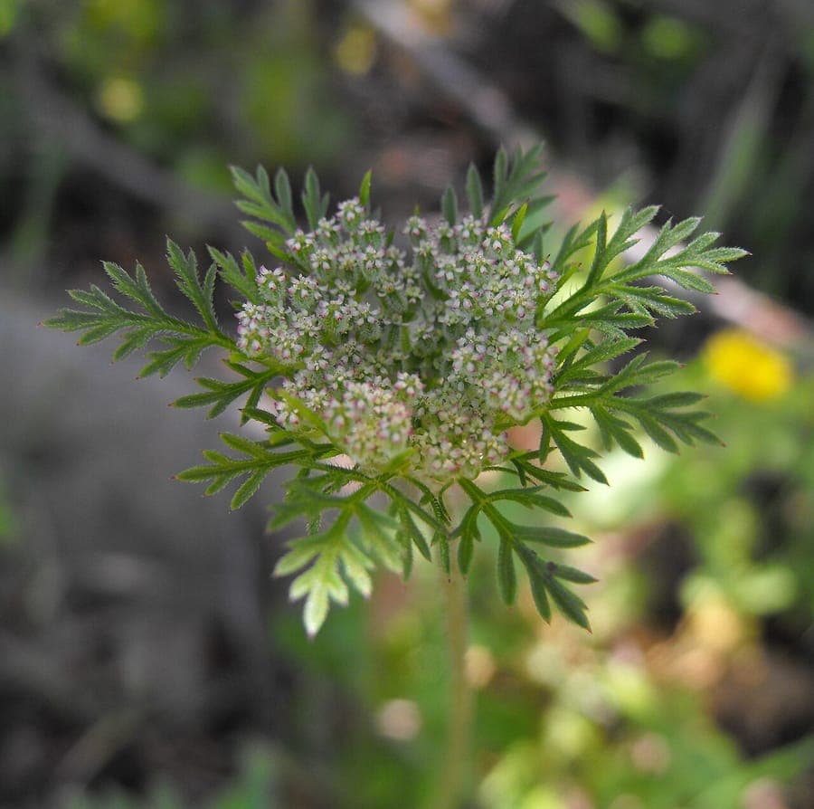 Daucus pusillus avec des petits bouquets de fleurs blanches et feuilles finement divisées
