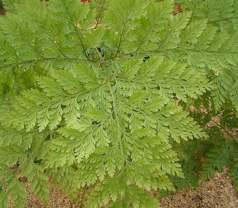 Deer-foot fern with characteristic hairy rhizomes and delicate green fronds