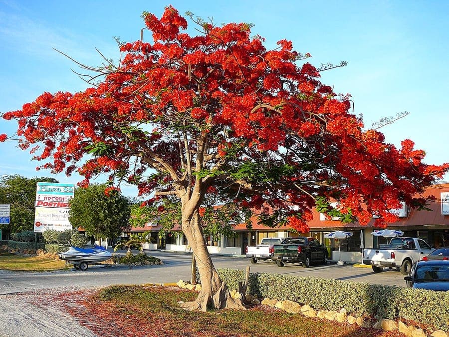 Arbre Flamboyant en pleine floraison avec des fleurs rouges eclatantes