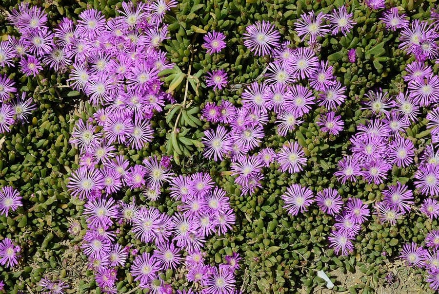 Delosperma cooperi hardy iceplant pink blooms