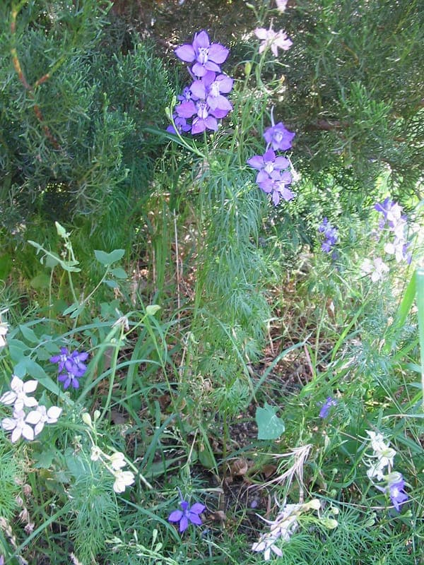 Raketridder mit dichten blauen Blütenähren