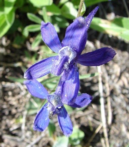 Anderson's larkspur with blue-violet flowers on a dry western hillside