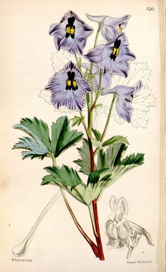 Musk Larkspur delicate blue flower spikes in mountain habitat