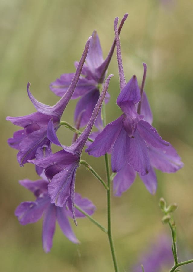 Delphinium consolida avec des fleurs bleues élégantes le long de tiges droites