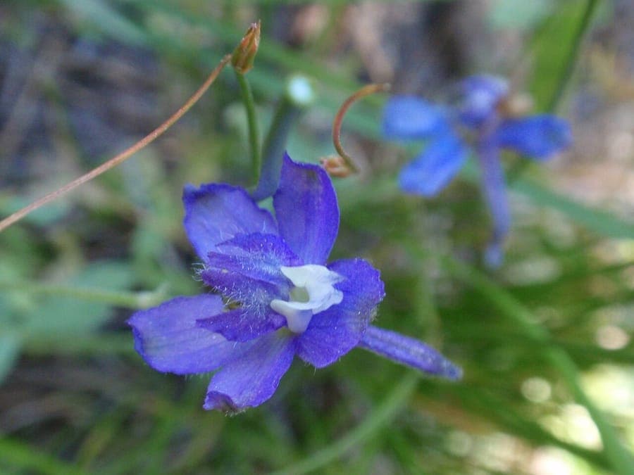 Slim larkspur showing slender spikes of blue flowers