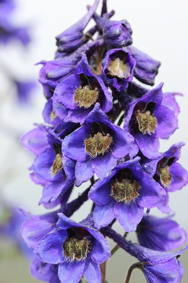 Alpine delphinium with deep blue flowers on sturdy stems