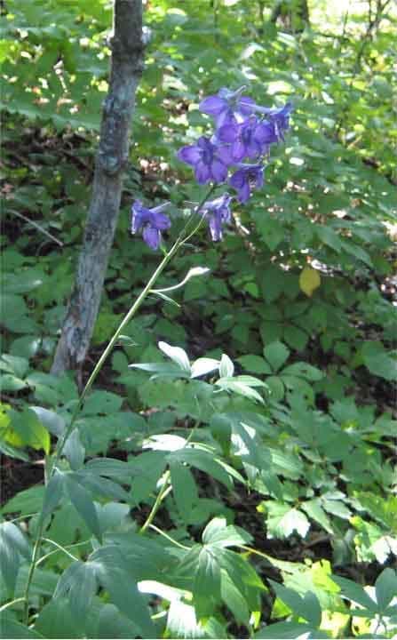 Delphinium exaltatum with stately blue flower spikes on upright stems
