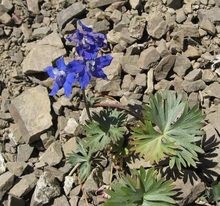Grunblutiger Finserhut (Delphinium glareosum) mit intensiven blauen Bluten in alpinem Steinhang