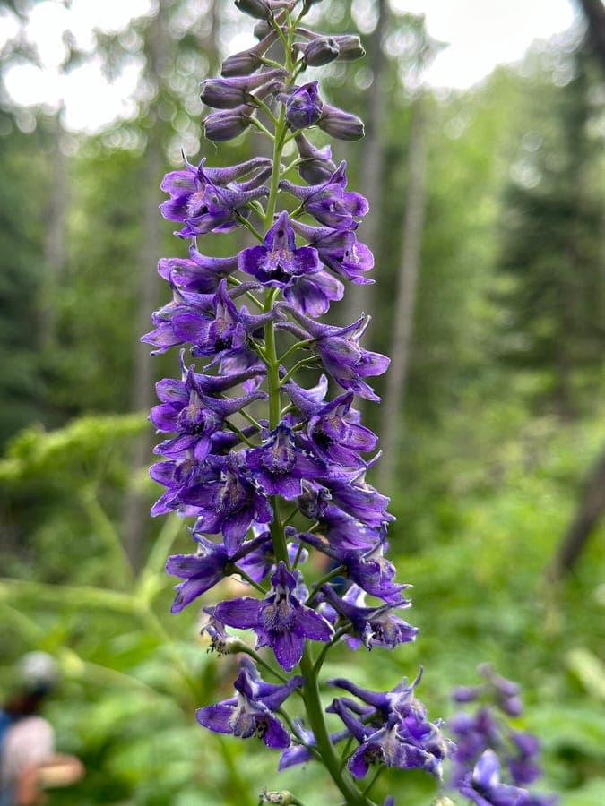 Delphinium glaucum purple flower spikes in mountain meadow