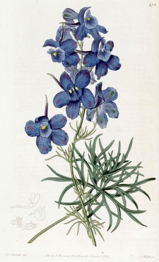 Delphinium plant with deep blue flowers on tall stems