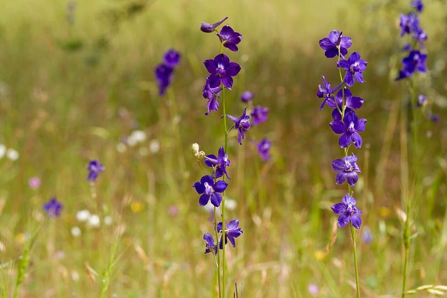 Delphinium hansenii with dark blue flower spikes and finely divided foliage