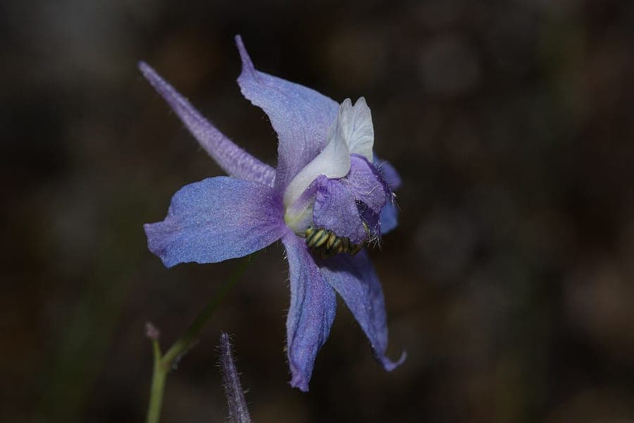 Menzies Rittersporn (Delphinium menziesii) mit blauen Blüten
