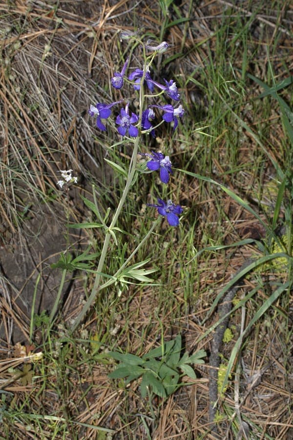 Fleurs bleues de Delphinium nuttallianum dans l'habitat montagnard naturel