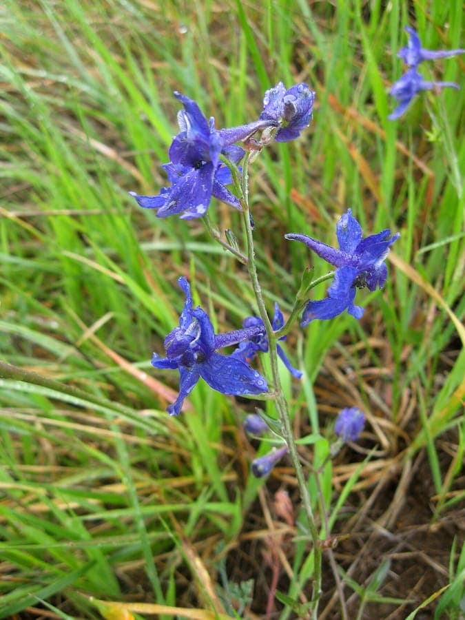 Fleurs Delphinium patens bleu intense