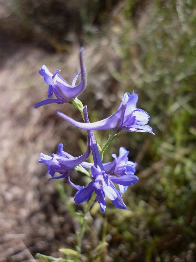 Violetter Rittersporn mit charakteristischen tiefblauen Blüten