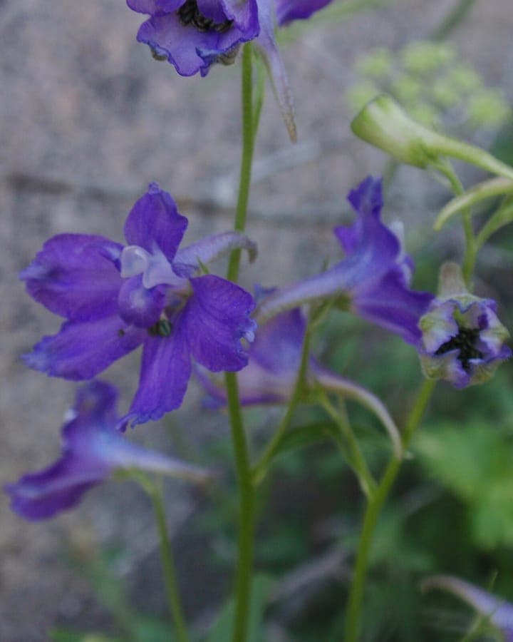 Fleurs bleues de Delphinium polycladon en terrain montagnard