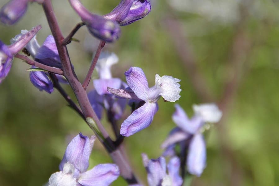 Recurved larkspur showing characteristic curved back petals