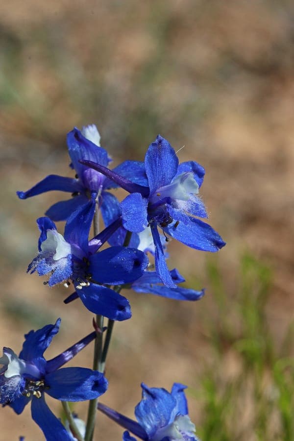 Delphinium scaposum with blue-purple flower spikes