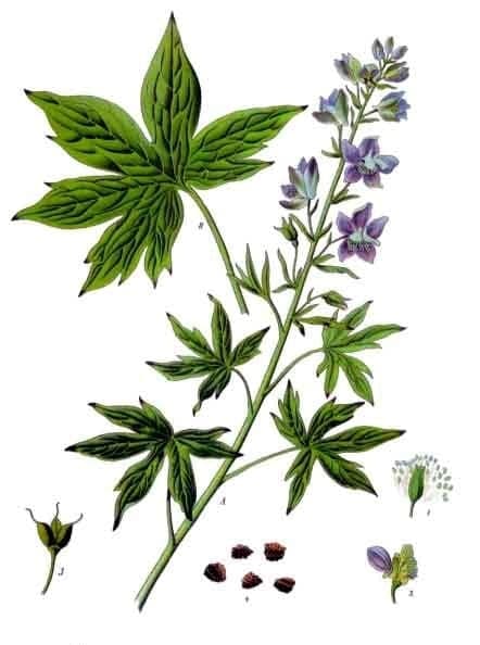 Staphisaigre (Delphinium staphisagria) en pleine floraison avec des fleurs bleues sur un fond rocheux