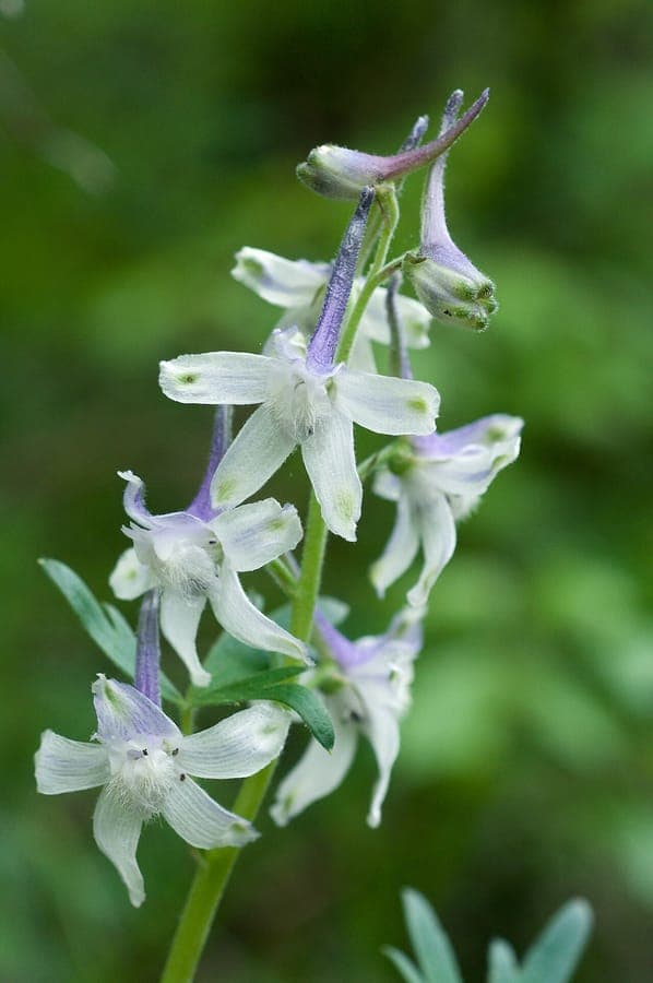 Delicate blue Dwarf Larkspur flowers in spring woodland garden