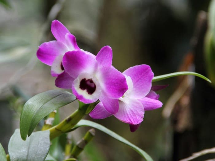 Dendrobium nobile orchid with white and pink flowers