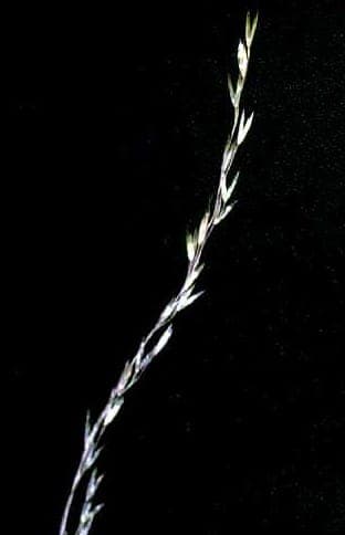 Deschampsia elongata avec ses panicules fines et elegantes au soleil couchant