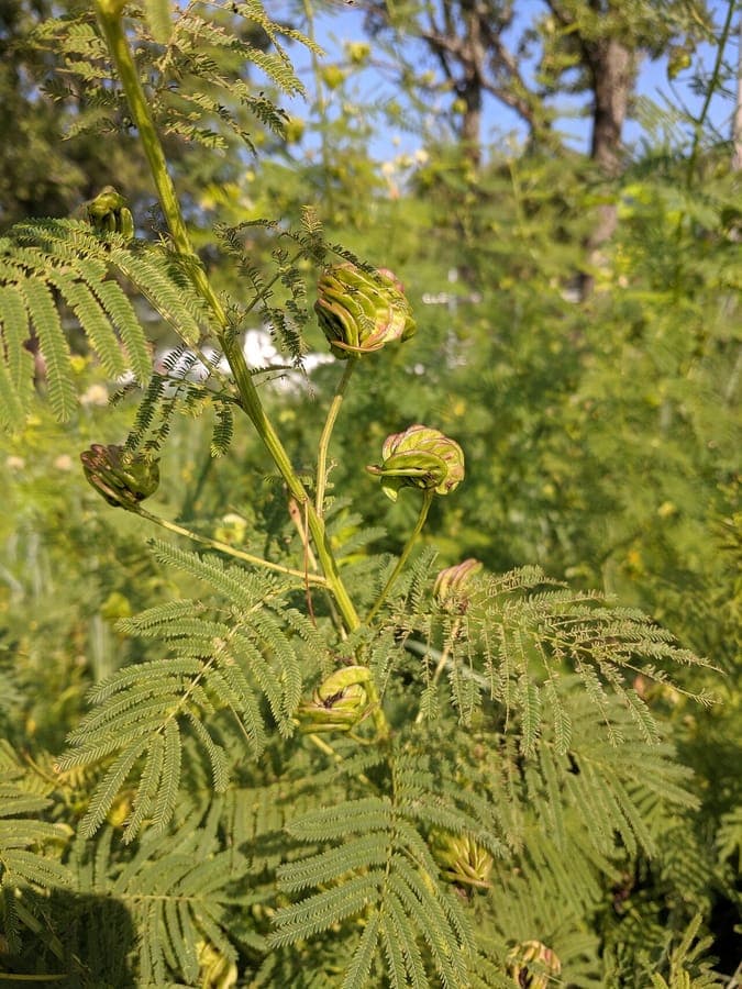 Illinois bundleflower with feathery leaves and white spherical flower heads in a prairie border