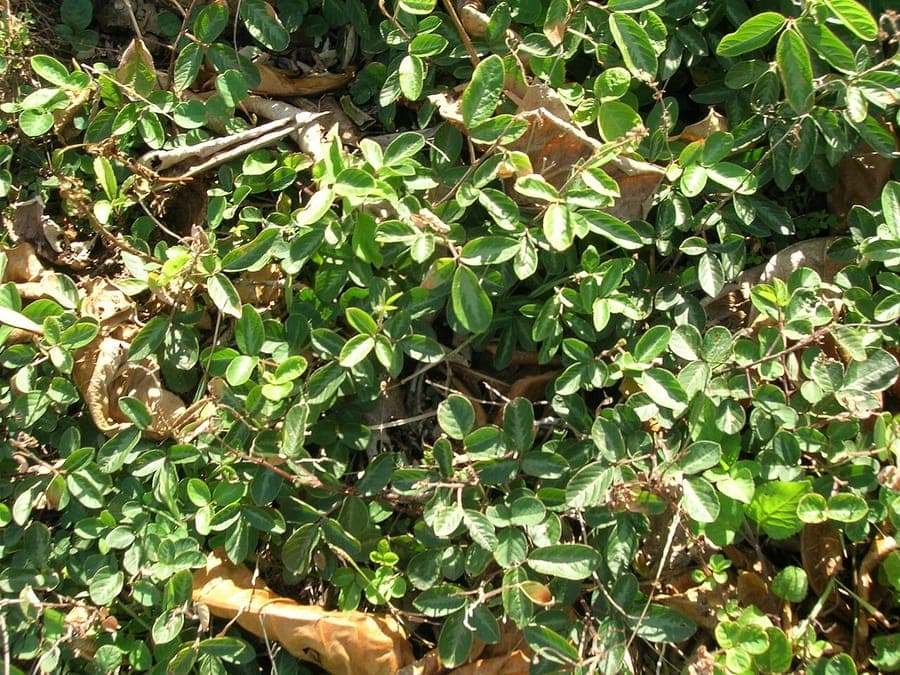 Desmodium incanum plant met kleine paarsroze bloemen