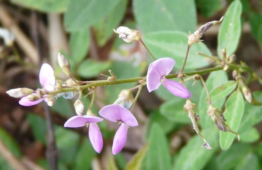 Desmodium paniculatum met pluimvormige bloemtrossen en smalle drietallige bladeren