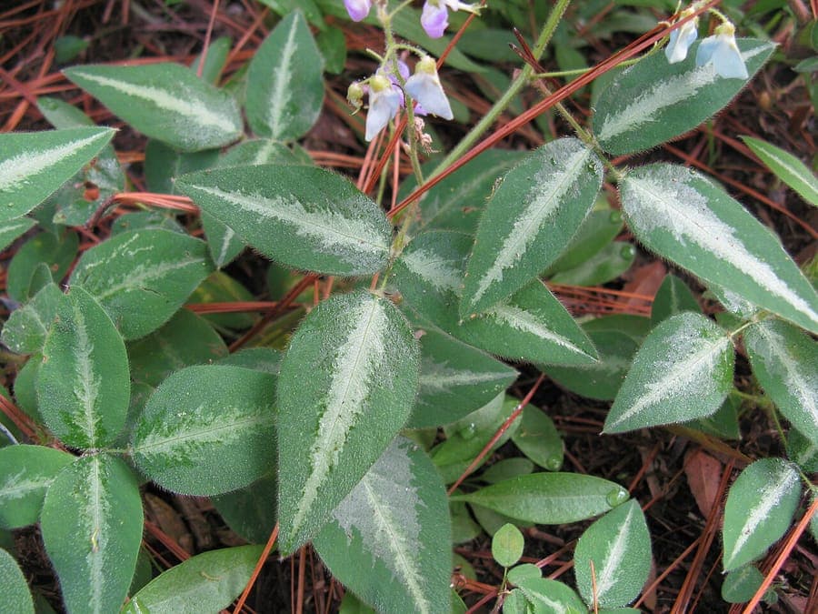 Desmodium uncinatum displaying characteristic silver-grey leaves and purple flowers